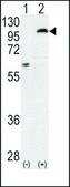 Anti-PKCε (N-term) antibody produced in rabbit IgG fraction of antiserum, buffered aqueous solution