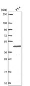 Anti-Serpinb2 Antibody Produced In Rabbit Prestige Antibodies® Powered by Atlas Antibodies, affinity isolated antibody, buffered aqueous glycerol solution