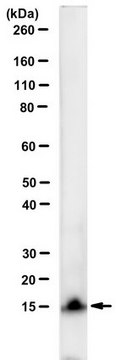 Anti-Chlamydial LPS Antibody, clone EVI-H1 clone EVI-H1, from mouse