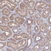 Anti-INSM2 antibody produced in rabbit Prestige Antibodies® Powered by Atlas Antibodies, affinity isolated antibody, buffered aqueous glycerol solution