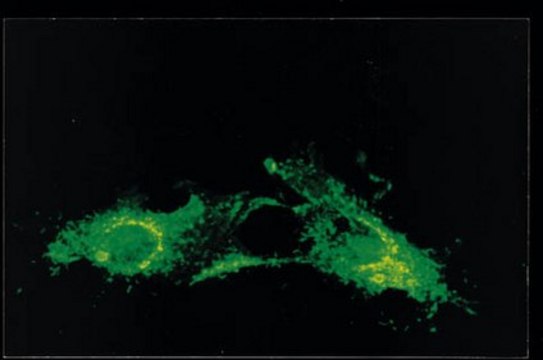 Anti-RSV Antibody, nucleoprotein, clone 130-12H clone 130-12H, Chemicon&#174;, from mouse