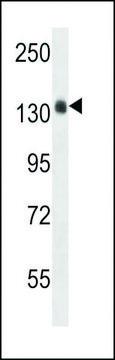 ANTI-COL4A5(N-TERMINAL) antibody produced in rabbit affinity isolated antibody, buffered aqueous solution