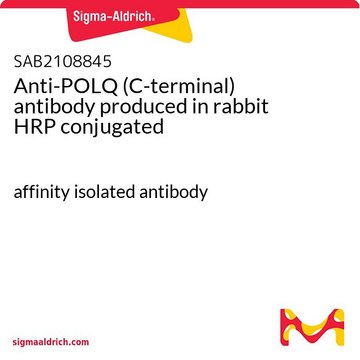 Anti-POLQ (C-terminal) antibody produced in rabbit HRP conjugated affinity isolated antibody