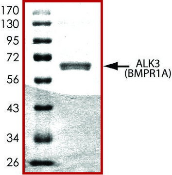 ALK3 (187-end), active, GST tagged human PRECISIO&#174; Kinase, recombinant, expressed in baculovirus infected Sf9 cells, &#8805;70% (SDS-PAGE), buffered aqueous glycerol solution