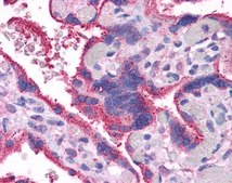 Anti-WNT5A affinity isolated antibody