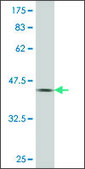 ANTI-PAX7 antibody produced in mouse clone 4F5, purified immunoglobulin, buffered aqueous solution