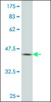 ANTI-PAX7 antibody produced in mouse clone 4F5, purified immunoglobulin, buffered aqueous solution