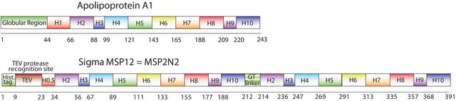 Membrane Scaffold Protein 2N2 recombinant, expressed in E. coli, MSP1D1-MSP1D2 fusion protein