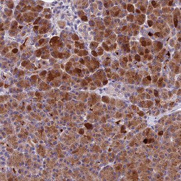 Anti-PZP antibody produced in rabbit Prestige Antibodies&#174; Powered by Atlas Antibodies, affinity isolated antibody, buffered aqueous glycerol solution