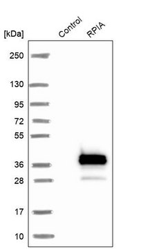 Anti-RPIA antibody produced in rabbit Prestige Antibodies&#174; Powered by Atlas Antibodies, affinity isolated antibody, buffered aqueous glycerol solution