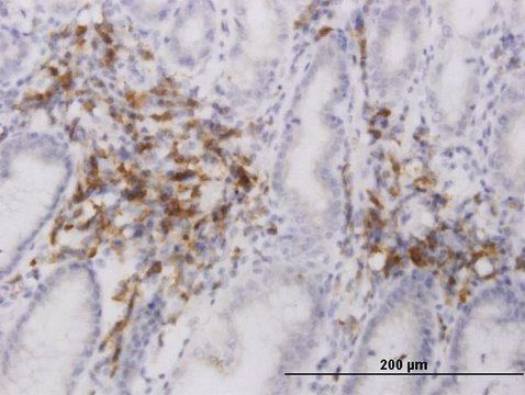 Monoclonal Anti-C20orf31 antibody produced in mouse clone 2E4, purified immunoglobulin, buffered aqueous solution