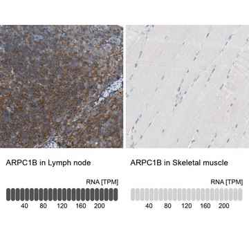 抗-ARPC1B 兔抗 Prestige Antibodies&#174; Powered by Atlas Antibodies, affinity isolated antibody, buffered aqueous glycerol solution