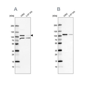 Anti-SRPK1 antibody produced in rabbit Prestige Antibodies&#174; Powered by Atlas Antibodies, affinity isolated antibody