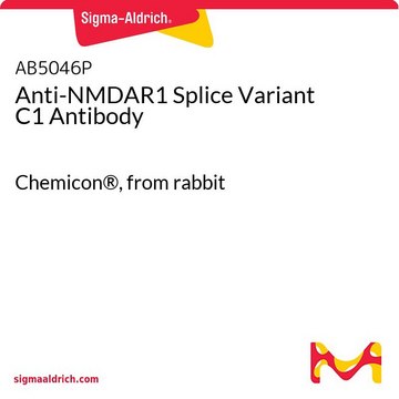 Anti-NMDAR1 Splice Variant C1 Antibody Chemicon&#174;, from rabbit