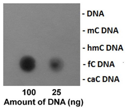 Anti-5-Formylcytosine (5fC) Antibody, clone EDL FC-5 clone EDL FC-5, from mouse