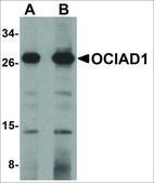 Anti-OCIAD1 antibody produced in rabbit affinity isolated antibody, buffered aqueous solution