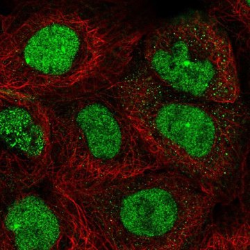 Anti-TOPBP1 antibody produced in rabbit Prestige Antibodies&#174; Powered by Atlas Antibodies, affinity isolated antibody