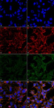 Monoclonal Anti-4-Hydroxynonenal-PerCP antibody produced in mouse clone 12F7