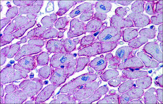 Anti-DCST1 antibody produced in rabbit affinity isolated antibody