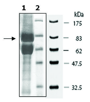 JMJD2b active human recombinant, expressed in baculovirus infected Sf9 cells, &#8805;70% (SDS-PAGE)