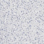 Anti-PDLIM3 antibody produced in rabbit Prestige Antibodies® Powered by Atlas Antibodies, affinity isolated antibody, buffered aqueous glycerol solution