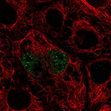 Anti-TFEC antibody produced in rabbit Prestige Antibodies&#174; Powered by Atlas Antibodies, affinity isolated antibody