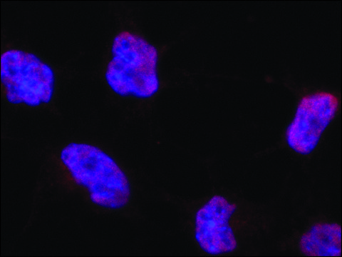 Anti-POU5F1 (Oct4) antibody produced in rabbit ~1.0&#160;mg/mL, affinity isolated antibody, buffered aqueous solution