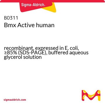 Bmx Active human recombinant, expressed in E. coli, &#8805;85% (SDS-PAGE), buffered aqueous glycerol solution