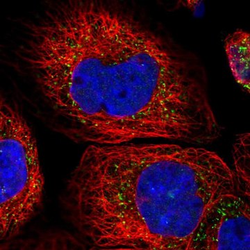 Anti-ACOX3 antibody produced in rabbit affinity isolated antibody, buffered aqueous glycerol solution