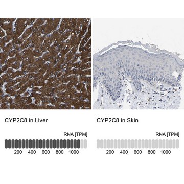 Anti-CYP2C8 antibody produced in rabbit Prestige Antibodies&#174; Powered by Atlas Antibodies, affinity isolated antibody, buffered aqueous glycerol solution