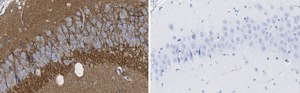 Anti-SV2A Antibody, clone 1I4 ZooMAb® Rabbit Monoclonal recombinant, expressed in HEK 293 cells