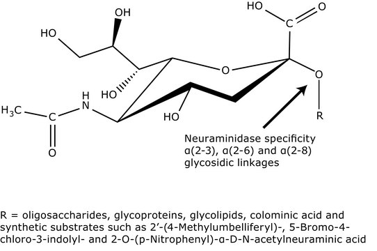 Neuraminidase from Clostridium perfringens (C.&nbsp;welchii) Suitable for manufacturing of diagnostic kits and reagents, Type V, lyophilized powder