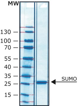 SUMO蛋白酶 His tagged recombinant protein, lyophilized powder