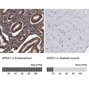 Anti-APEX1 antibody produced in rabbit Prestige Antibodies&#174; Powered by Atlas Antibodies, affinity isolated antibody, buffered aqueous glycerol solution