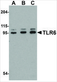 Anti-TLR6 (ab2) antibody produced in rabbit affinity isolated antibody, buffered aqueous solution