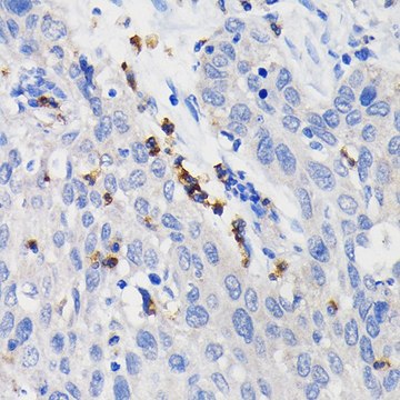 Anti-CD11b/ITGAM antibody produced in rabbit