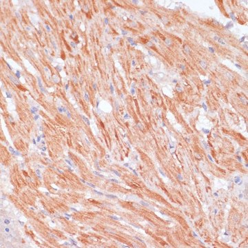 Anti-Caspase 9 antibody produced in rabbit