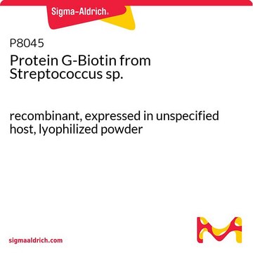 Protein&#160;G-Biotin from Streptococcus sp. recombinant, expressed in unspecified host, lyophilized powder