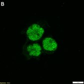Anti-RUNX1 Antibody, clone 1C18 ZooMAb® Rabbit Monoclonal recombinant, expressed in HEK 293 cells