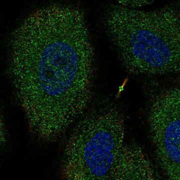 Anti-NTNG2 antibody produced in rabbit Prestige Antibodies&#174; Powered by Atlas Antibodies, affinity isolated antibody