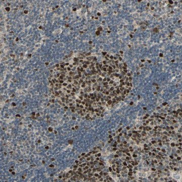 Anti-RAD18 antibody produced in rabbit Prestige Antibodies&#174; Powered by Atlas Antibodies, affinity isolated antibody, buffered aqueous glycerol solution