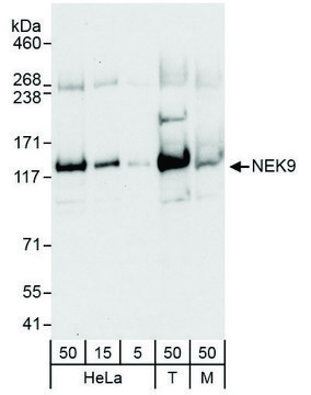 Rabbit anti-NEK9 Antibody, Affinity Purified Powered by Bethyl Laboratories, Inc.