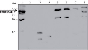 Anti- Protease-7 antibody produced in rabbit affinity isolated antibody