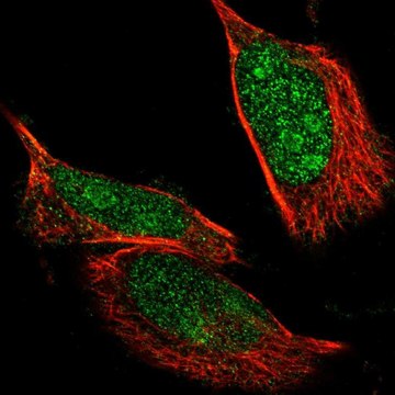 Anti-NLK antibody produced in rabbit Prestige Antibodies&#174; Powered by Atlas Antibodies, affinity isolated antibody, buffered aqueous glycerol solution