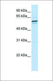 Anti-GPNMB antibody produced in rabbit affinity isolated antibody
