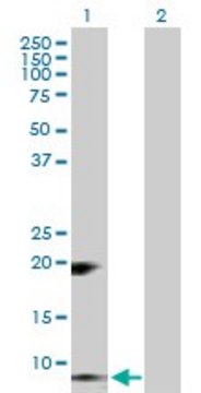 Anti-RETN antibody produced in rabbit purified immunoglobulin, buffered aqueous solution