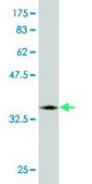 Monoclonal Anti-FLJ44691 antibody produced in mouse clone 3E7, purified immunoglobulin, buffered aqueous solution