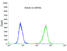 Anti-MAGE-A1 antibody, Rabbit monoclonal recombinant, expressed in proprietary host, clone SP194, affinity isolated antibody