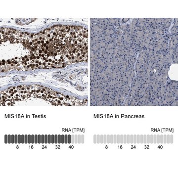 Anti-MIS18A antibody produced in rabbit Prestige Antibodies&#174; Powered by Atlas Antibodies, affinity isolated antibody, buffered aqueous glycerol solution