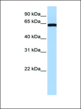 Anti-LGALS3BP antibody produced in rabbit affinity isolated antibody